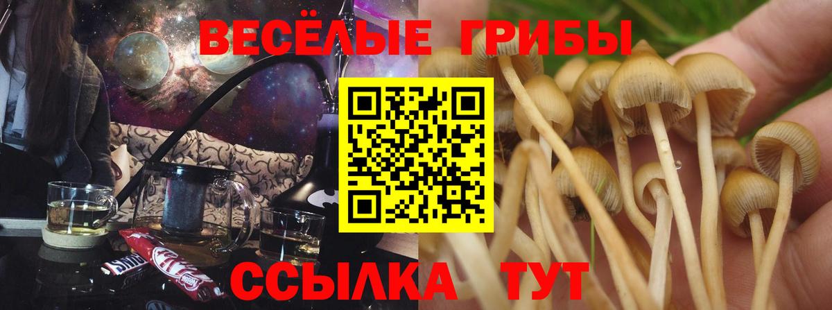 Галлюциногенные грибы Psilocybine cubensis Мурино